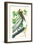 Brown Pelican-John James Audubon-Framed Art Print