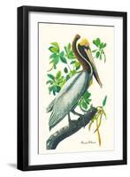 Brown Pelican-John James Audubon-Framed Art Print