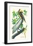 Brown Pelican-John James Audubon-Framed Art Print