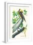 Brown Pelican-John James Audubon-Framed Art Print