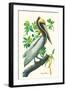 Brown Pelican-John James Audubon-Framed Art Print