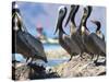 Brown Pelicans and Double-Crested Cormorant, Punta Baja, Isla Carmen, Baja, Sea of Cortez, Mexico-Gary Luhm-Stretched Canvas