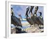 Brown Pelicans and Double-Crested Cormorant, Punta Baja, Isla Carmen, Baja, Sea of Cortez, Mexico-Gary Luhm-Framed Photographic Print