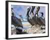 Brown Pelicans and Double-Crested Cormorant, Punta Baja, Isla Carmen, Baja, Sea of Cortez, Mexico-Gary Luhm-Framed Photographic Print