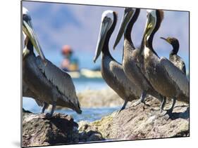 Brown Pelicans and Double-Crested Cormorant, Punta Baja, Isla Carmen, Baja, Sea of Cortez, Mexico-Gary Luhm-Mounted Photographic Print