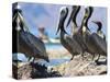 Brown Pelicans and Double-Crested Cormorant, Punta Baja, Isla Carmen, Baja, Sea of Cortez, Mexico-Gary Luhm-Stretched Canvas