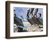 Brown Pelicans and Double-Crested Cormorant, Punta Baja, Isla Carmen, Baja, Sea of Cortez, Mexico-Gary Luhm-Framed Photographic Print