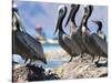 Brown Pelicans and Double-Crested Cormorant, Punta Baja, Isla Carmen, Baja, Sea of Cortez, Mexico-Gary Luhm-Stretched Canvas