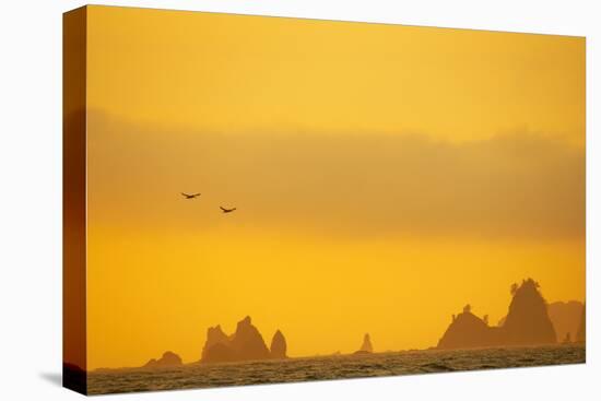 Brown Pelicans and Sea Stacks, Rialto Beach-null-Stretched Canvas