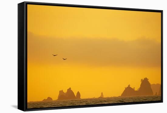 Brown Pelicans and Sea Stacks, Rialto Beach-null-Framed Stretched Canvas