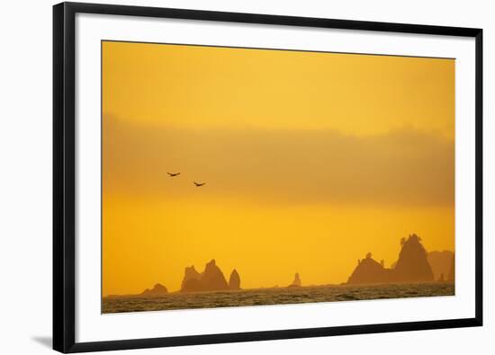 Brown Pelicans and Sea Stacks, Rialto Beach-null-Framed Photographic Print