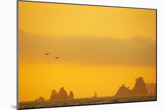 Brown Pelicans and Sea Stacks, Rialto Beach-null-Mounted Photographic Print