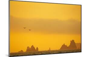 Brown Pelicans and Sea Stacks, Rialto Beach-null-Mounted Photographic Print