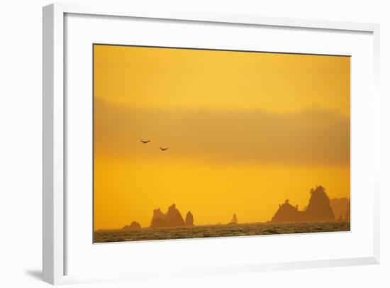 Brown Pelicans and Sea Stacks, Rialto Beach-null-Framed Photographic Print