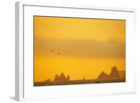 Brown Pelicans and Sea Stacks, Rialto Beach-null-Framed Photographic Print