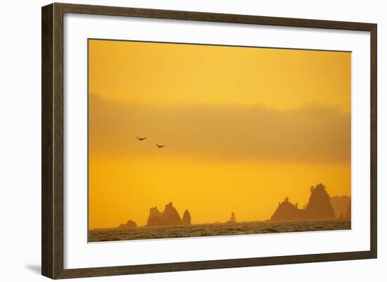 Brown Pelicans and Sea Stacks, Rialto Beach-null-Framed Photographic Print