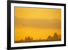 Brown Pelicans and Sea Stacks, Rialto Beach-null-Framed Photographic Print