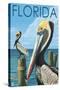 Brown Pelicans - Florida, c.2008-Lantern Press-Stretched Canvas