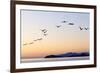 Brown pelicans flying with Islands beyond, Mexico-Claudio Contreras-Framed Photographic Print