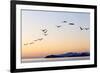 Brown pelicans flying with Islands beyond, Mexico-Claudio Contreras-Framed Photographic Print