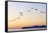 Brown pelicans flying with Islands beyond, Mexico-Claudio Contreras-Framed Stretched Canvas