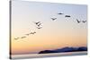 Brown pelicans flying with Islands beyond, Mexico-Claudio Contreras-Stretched Canvas