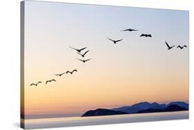 Brown pelicans flying with Islands beyond, Mexico-Claudio Contreras-Stretched Canvas