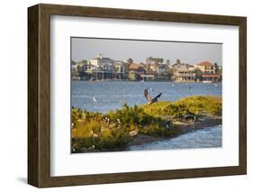 Brown Pelicans, Pelecanus occidentalis, in flight-Larry Ditto-Framed Photographic Print