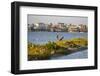 Brown Pelicans, Pelecanus occidentalis, in flight-Larry Ditto-Framed Photographic Print