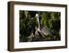 Brown Pelicans, Pelecanus occidentalis, nesting-Larry Ditto-Framed Photographic Print