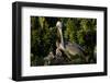 Brown Pelicans, Pelecanus occidentalis, nesting-Larry Ditto-Framed Photographic Print