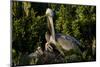 Brown Pelicans, Pelecanus occidentalis, nesting-Larry Ditto-Mounted Photographic Print