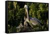 Brown Pelicans, Pelecanus occidentalis, nesting-Larry Ditto-Framed Stretched Canvas