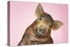 Brown Pig Against Pink Background with Head Cocked, Close-Up-null-Stretched Canvas
