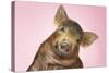 Brown Pig Against Pink Background with Head Cocked, Close-Up-null-Stretched Canvas