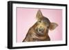 Brown Pig Against Pink Background with Head Cocked, Close-Up-null-Framed Photo