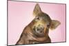 Brown Pig Against Pink Background with Head Cocked, Close-Up-null-Mounted Photo