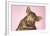 Brown Pig Against Pink Background with Head Cocked, Close-Up-null-Framed Photo