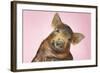 Brown Pig Against Pink Background with Head Cocked, Close-Up-null-Framed Photo