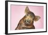 Brown Pig Against Pink Background with Head Cocked, Close-Up-null-Framed Photo