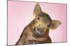 Brown Pig Against Pink Background with Head Cocked, Close-Up-null-Mounted Photo