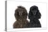 Brown Poodle and Black Poodle with Paws over Ledge-null-Stretched Canvas