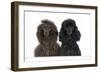 Brown Poodle and Black Poodle with Paws over Ledge-null-Framed Photographic Print