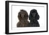 Brown Poodle and Black Poodle with Paws over Ledge-null-Framed Photographic Print