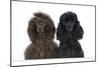 Brown Poodle and Black Poodle with Paws over Ledge-null-Mounted Photographic Print