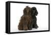 Brown Poodle and Black Poodle-null-Framed Stretched Canvas