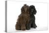 Brown Poodle and Black Poodle-null-Stretched Canvas