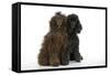 Brown Poodle and Black Poodle-null-Framed Stretched Canvas