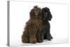 Brown Poodle and Black Poodle-null-Stretched Canvas