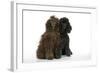 Brown Poodle and Black Poodle-null-Framed Photographic Print